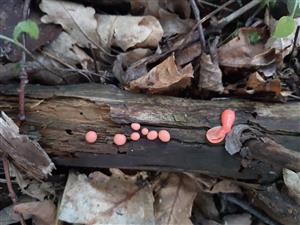 Lycogala sp.