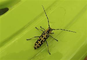 Saperda (Saperda) scalaris Linnaeus, 1758