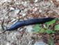 Bielzia coerulans