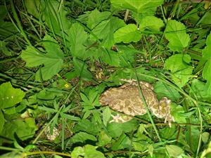 Bufo viridis