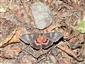 Catocala elocata (Esper, 1788)