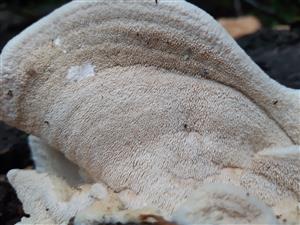 zubček teplomilný (climacodon pulcherrimus)_"zúbky" zospodu plodnice
