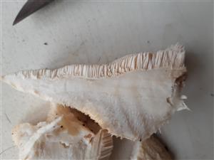 zubček teplomilný (climacodon pulcherrimus) - prierez