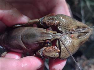 Astacus astacus