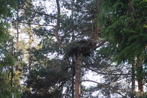 obsadené hniezdo orlov krikľavých foto j.hoľma