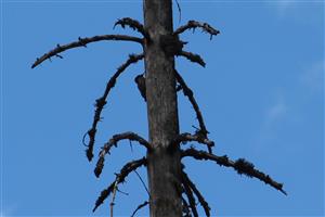 ďubník trojprstý foto j.hoľma