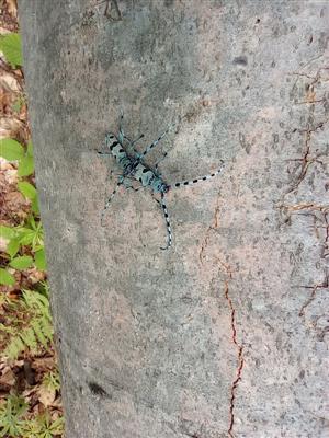 pariace sa jedince fuzáča alpského