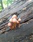 Mycena sp.