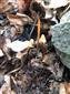 Mycena sp.