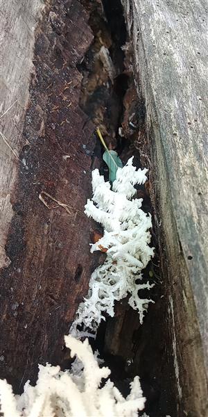 Hiericium coralloides.
