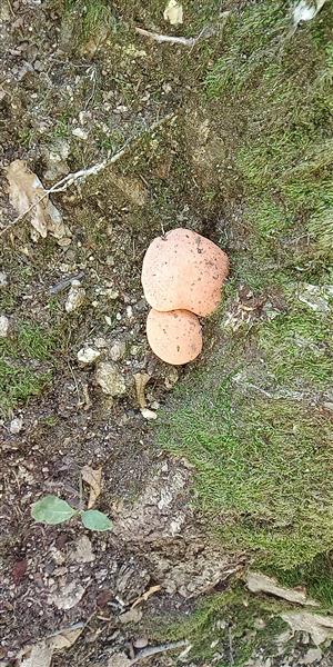Mladé plodnice Fistulina hepatica.