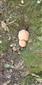 Mladé plodnice Fistulina hepatica.