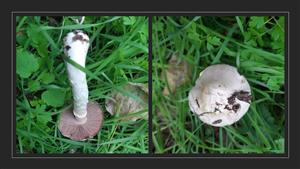 Agaricus sp.