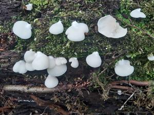Crepidotus sp.