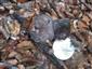 Russula sp.