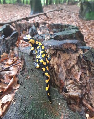 salamandra škvrnitá
