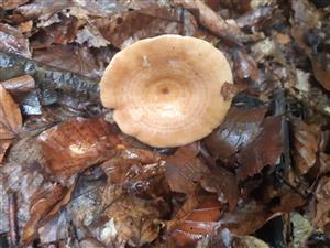 Lactarius sp.