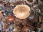 Lactarius sp.