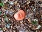 Russula sp.