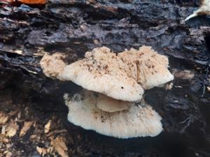 zubček teplomilný (climacodon pulcherrimus)