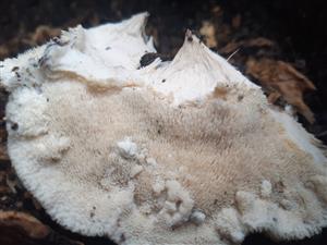 zubček teplomilný (climacodon pulcherrimus)-"zúbky" zospodu plodnice