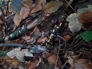 Salamandra škvrnitá