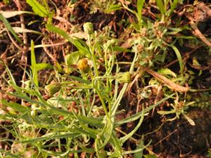 Senecio inaequidens - súkvetie