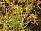 Senecio inaequidens - súkvetie