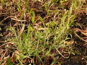 Senecio inaequidens - rastlina