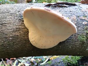 Ischnoderma resinosum