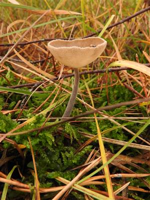 Helvella macropus - chriapač brvitý.