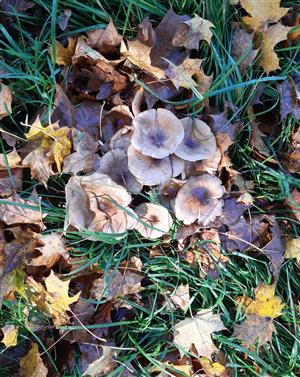 Armillaria sp.