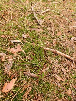 Lycopodium clavatum.