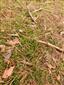 Lycopodium clavatum.