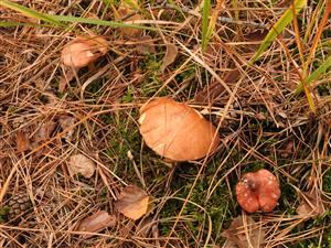 Gomphidius roseus - sliziak ružový v blízkosti masliaka kravského (Suillus bovinus)
