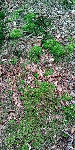 Leucobryum glaucum.