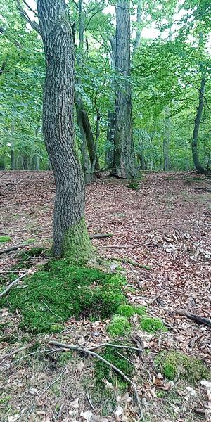 Leucobryum glaucum.