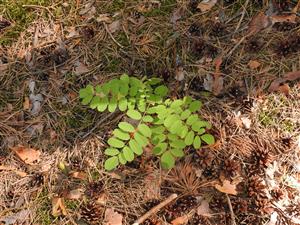 Zmladený Robinia pseudoaccacia.