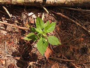 Impatiens parviflora.