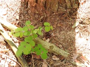 Semenáč Robinia pseudoacacia.