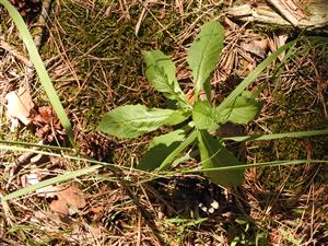 Erechtites hieraciifolius.