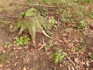 Phytolacca americana maldé rastliny na narušenom mieste od diviakov.