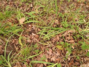 Iris variegata v podraste dubového lesa - biotop Ls3.2.