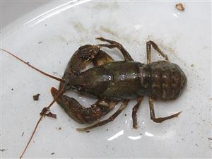 Austropotamobius torrentium