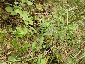 Aster lanceolatus v sterilnom stave.