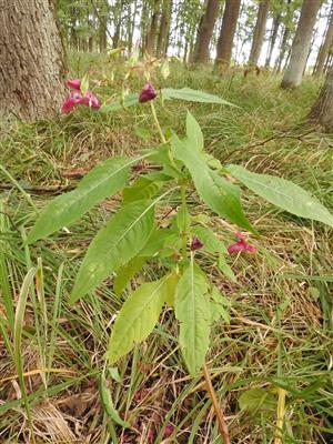 Impatiens glandulifera.