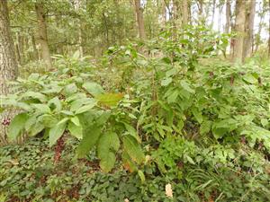 Phytolacca americana