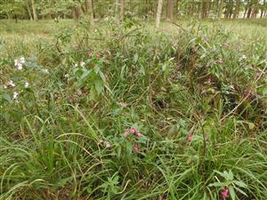 Hustejší porast Impatiens glandulifera.