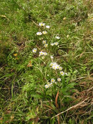 Stenactis annua