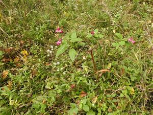 Impatiens glandulifera
